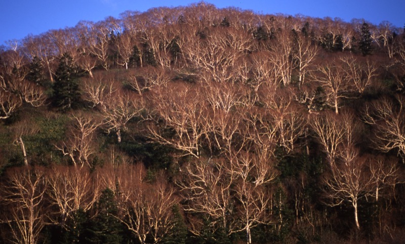 妙高山