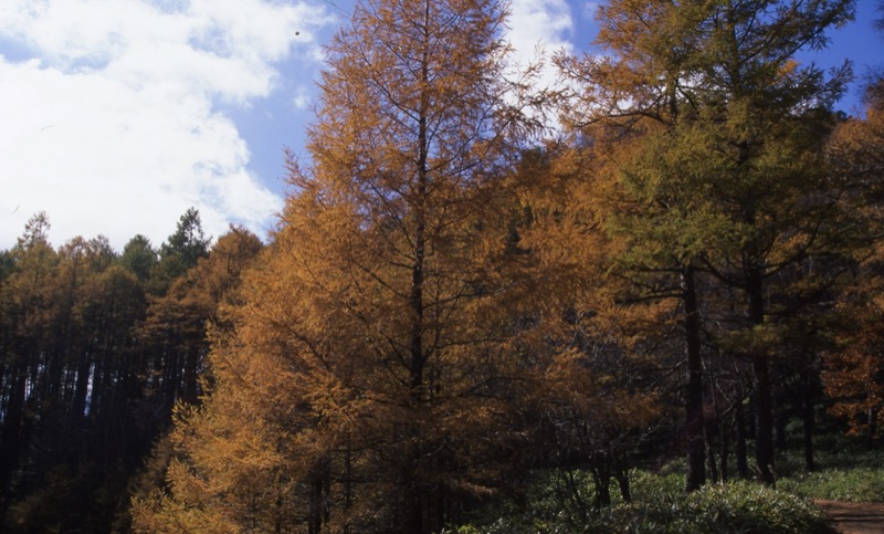 高山