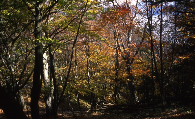 高山