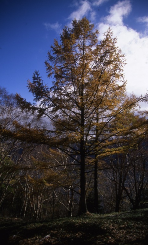 高山