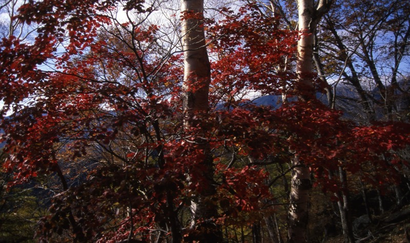 高山