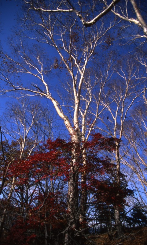 高山