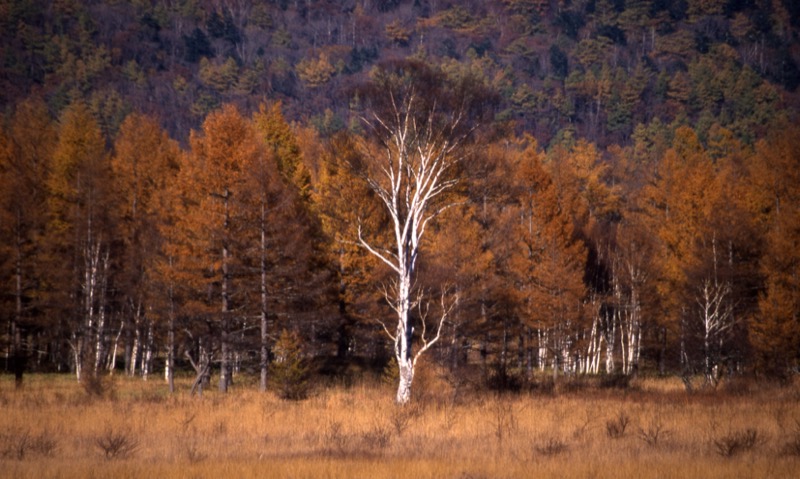 高山