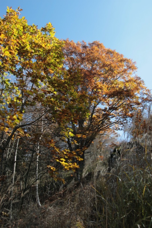 小楢山