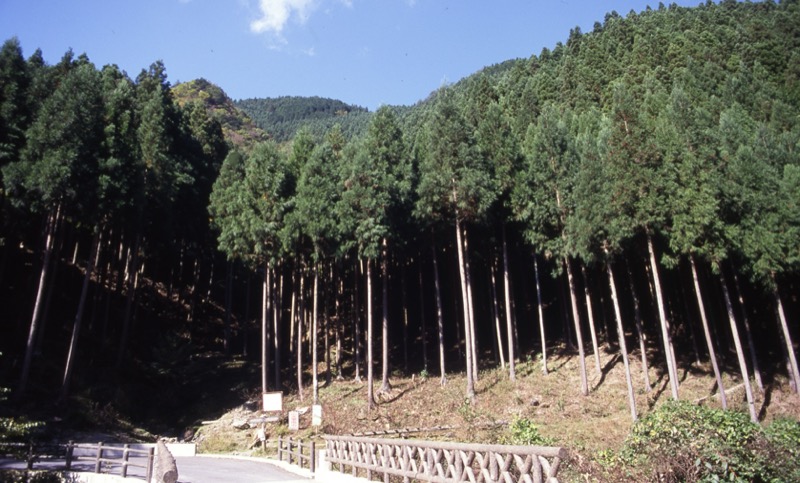 川苔山