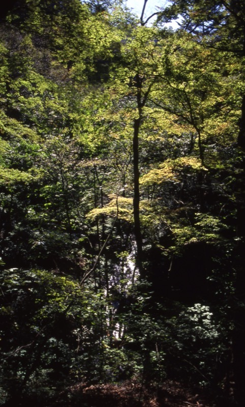 川苔山