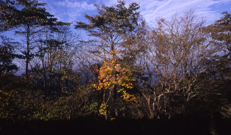 川苔山