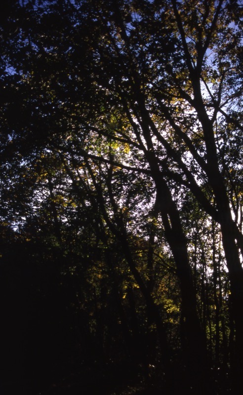 川苔山