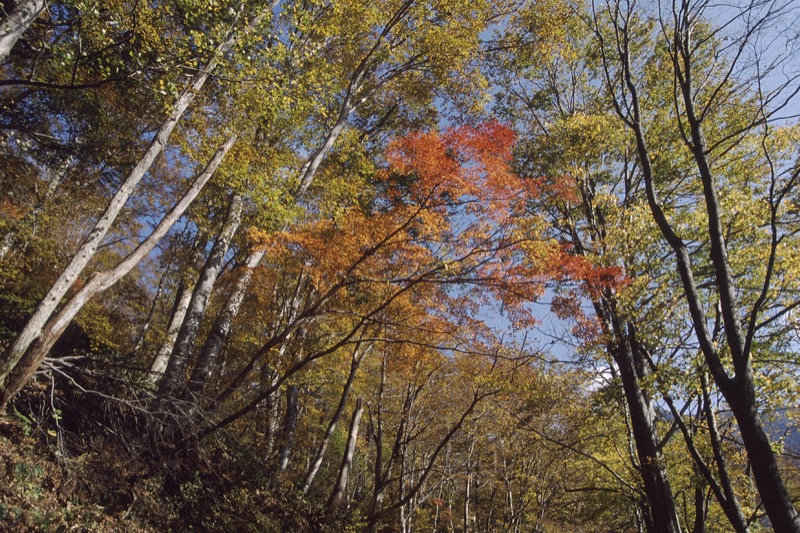 谷川岳