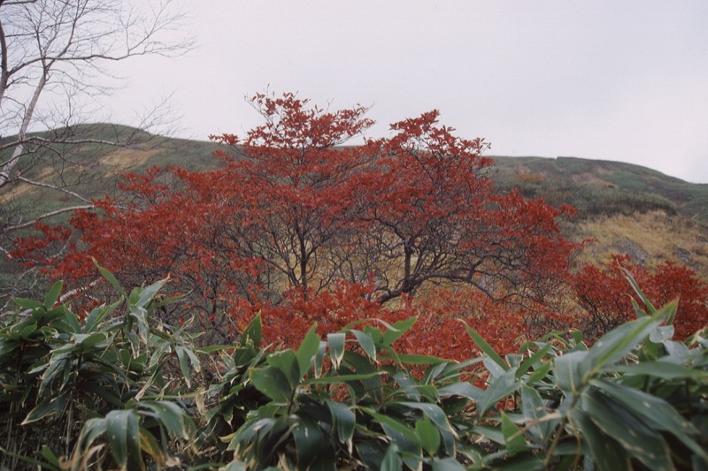 谷川岳