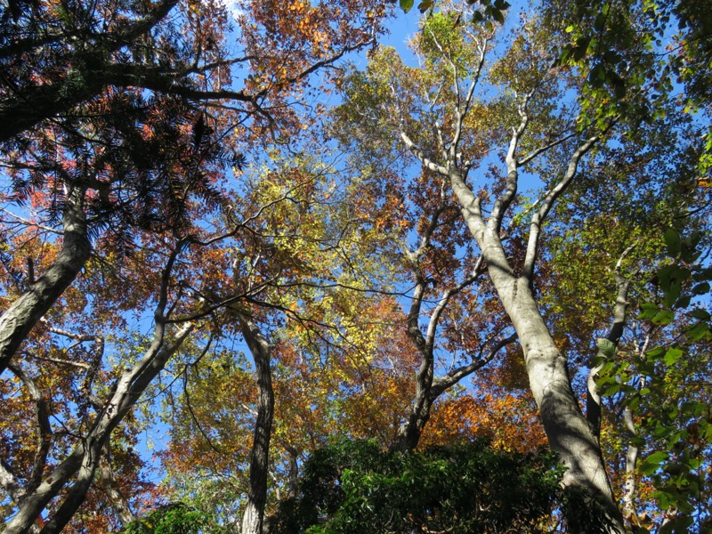 大岳山