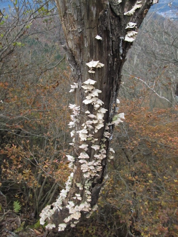 水沢山