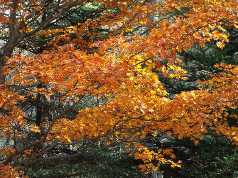 小楢山