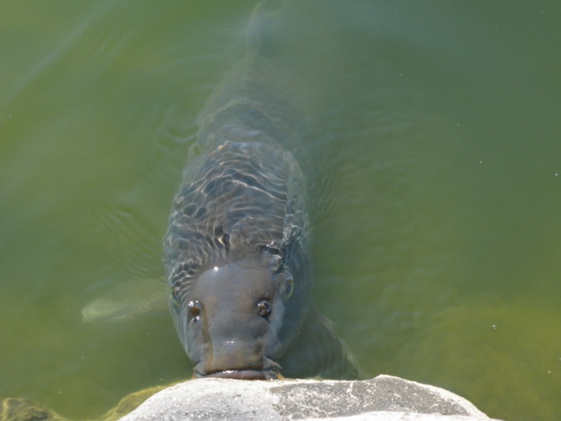 清澄庭園