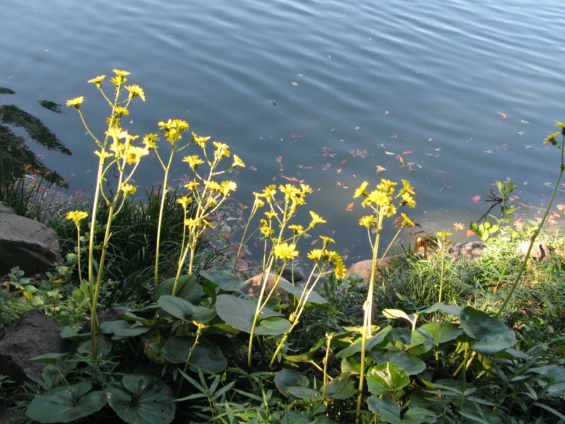 清澄庭園