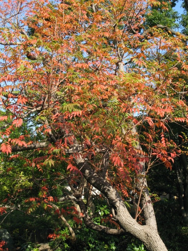 清澄庭園