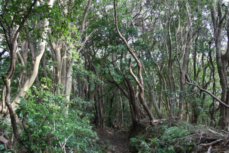 長九郎山