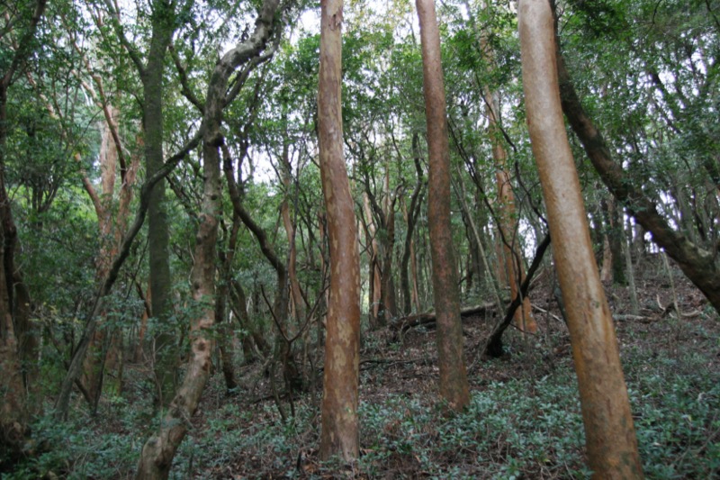 長九郎山