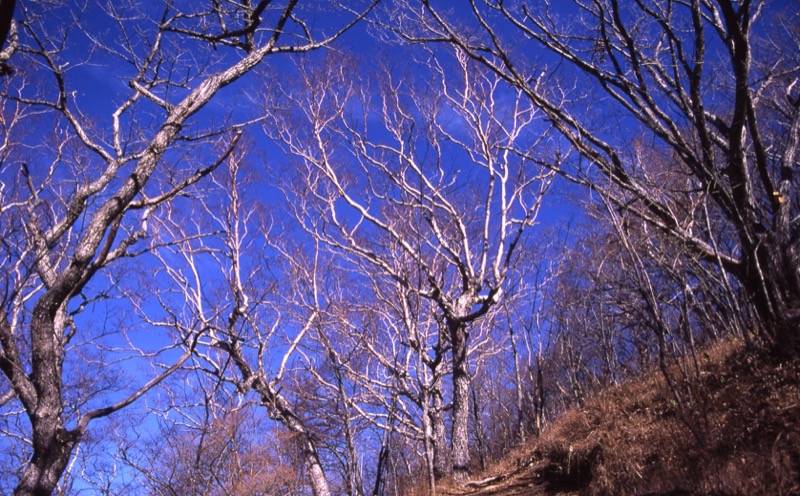 雁ヶ腹摺山