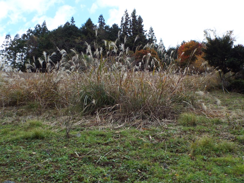 伊豆ヶ岳