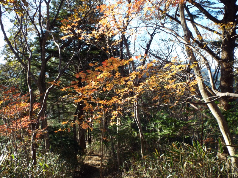 伊豆ヶ岳