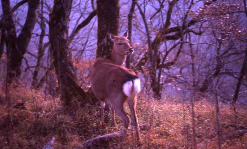 蛭ヶ岳