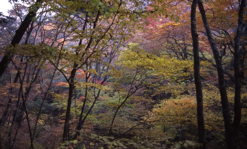 大岳山