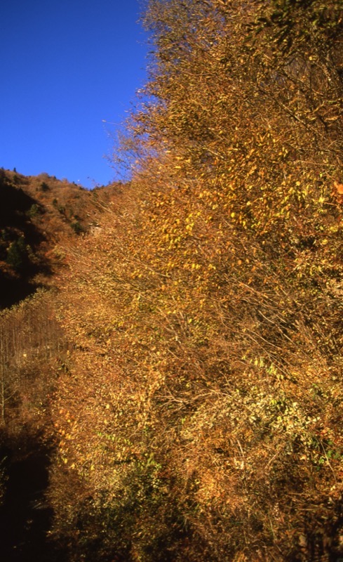 杓子山