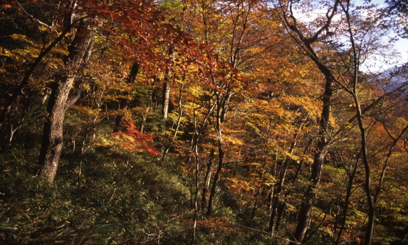 大菩薩嶺