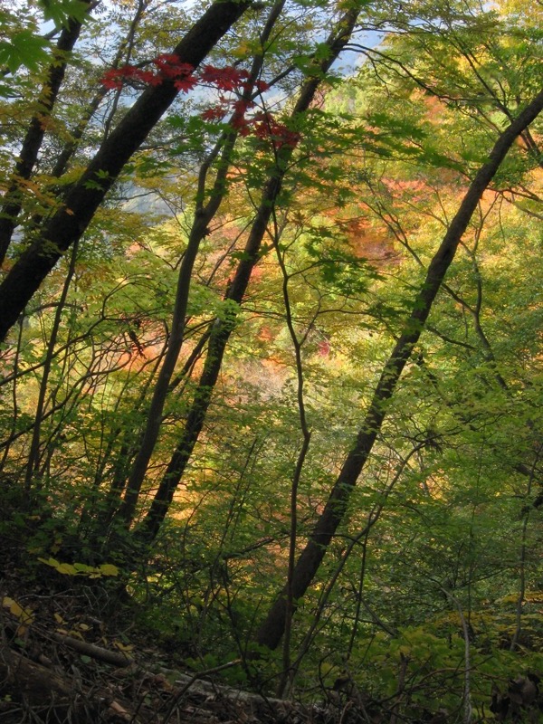 奥久慈・男体山