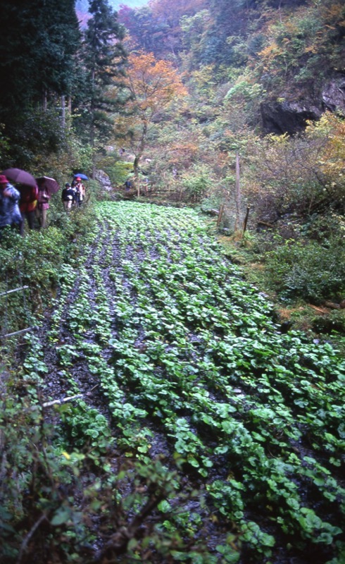 棒ノ嶺