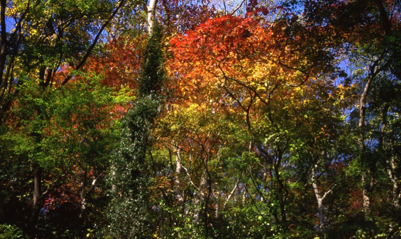 奥久慈・男体山