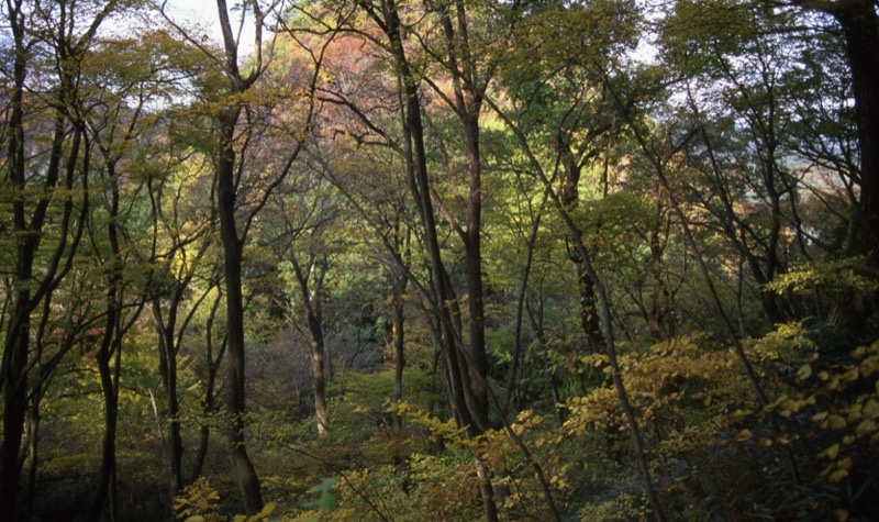 奥久慈・男体山