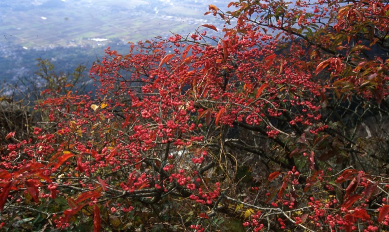 筑波山