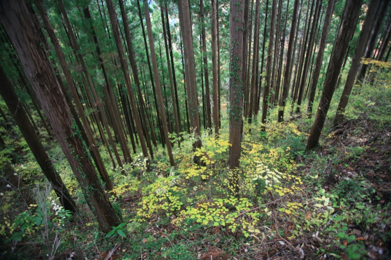 奥久慈・男体山