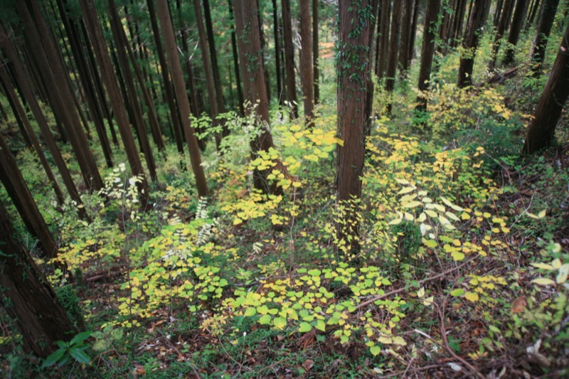 奥久慈・男体山