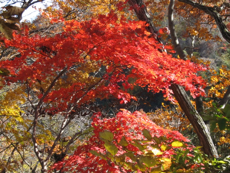 奥久慈・男体山