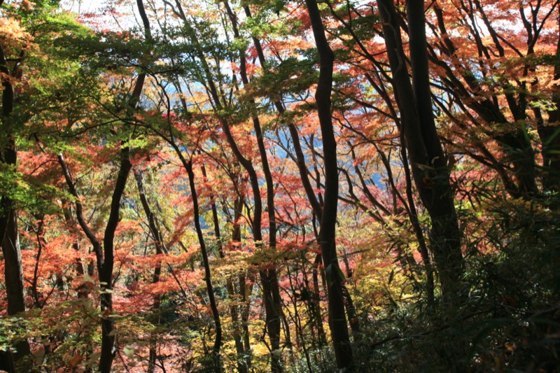 奥久慈・男体山