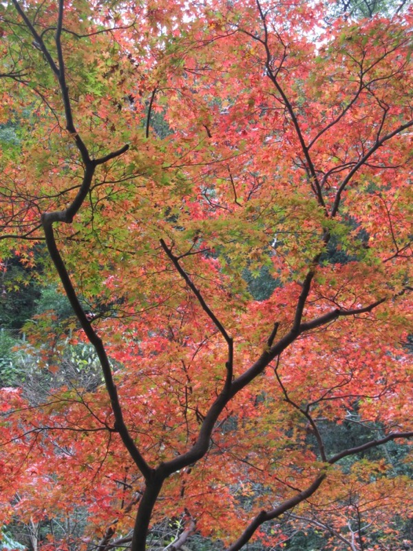 箕面&嵐山