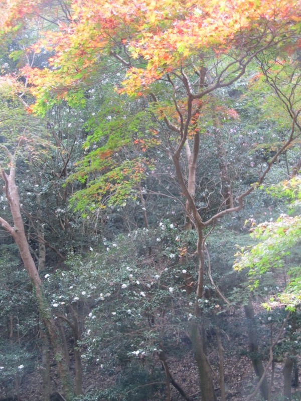 箕面&嵐山