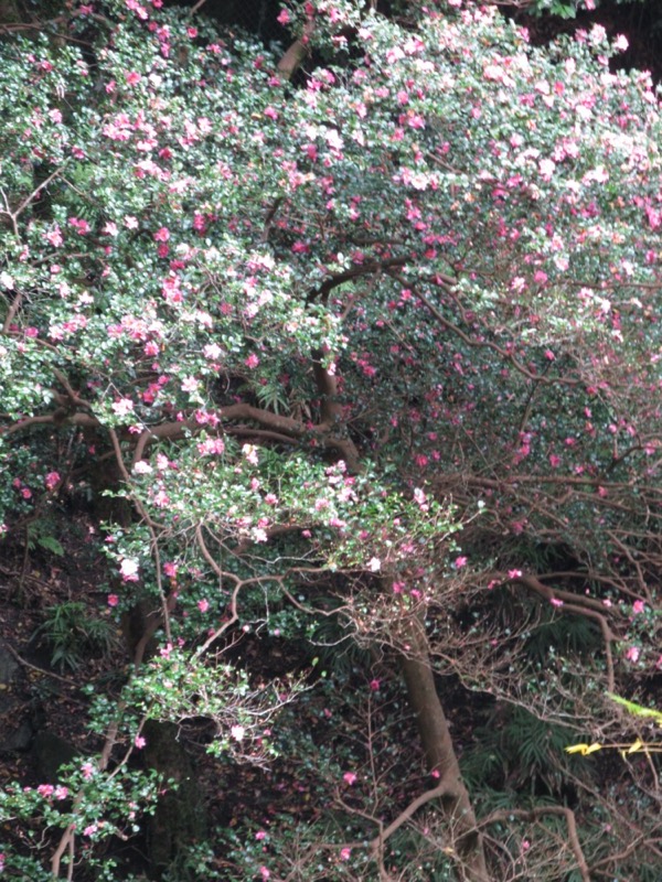 箕面&嵐山