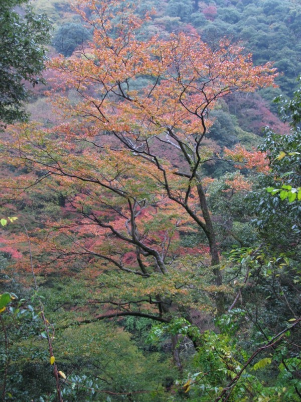箕面&嵐山