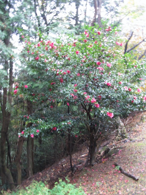 箕面&嵐山
