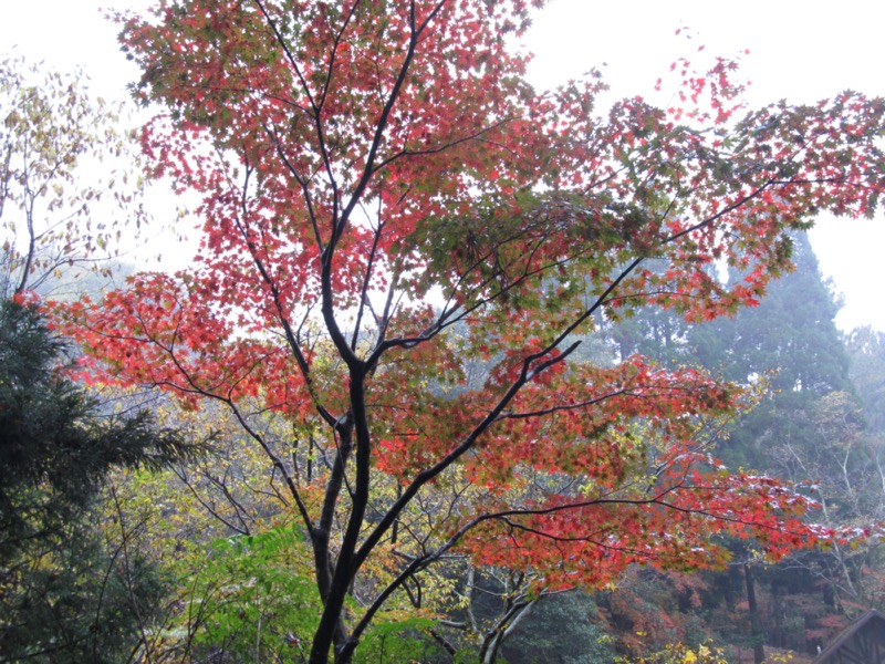 箕面&嵐山