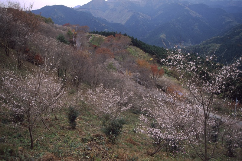 桜山