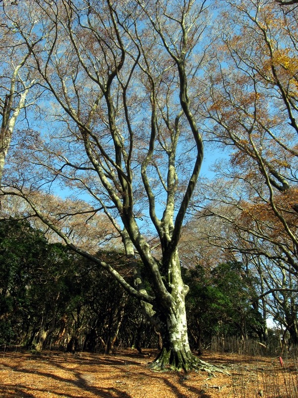天城峠