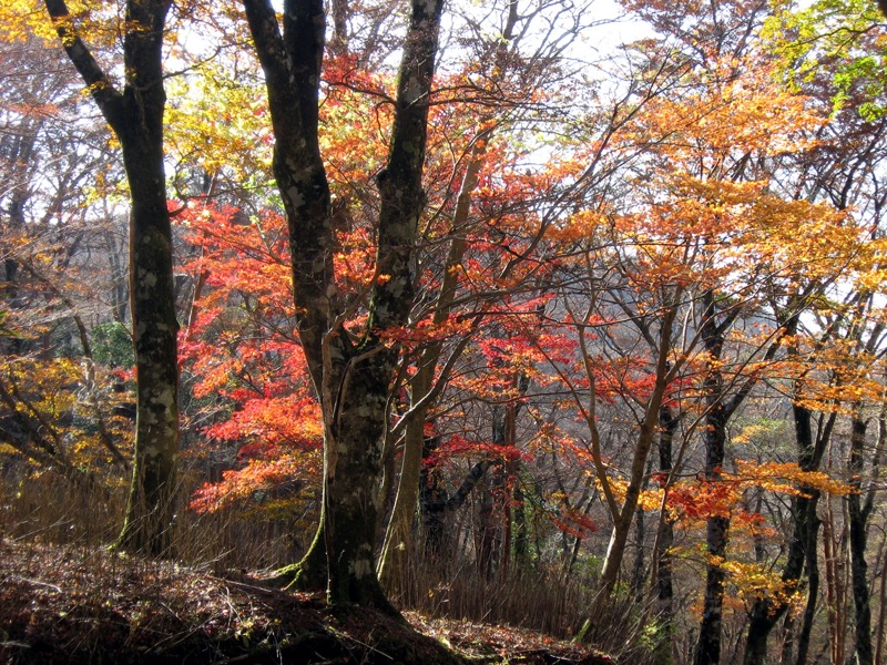 天城峠