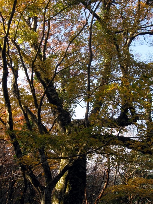 天城峠