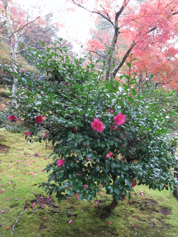 箕面&嵐山