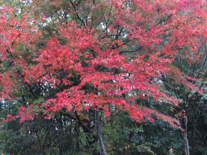 箕面&嵐山